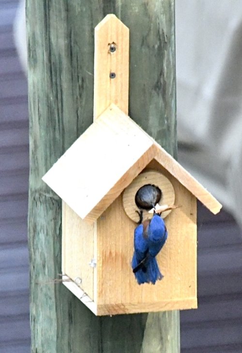 Bluebird female removes wood chip (furniture) and male takes it to recycling