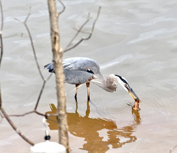 Blue heron eats whole chipmunk