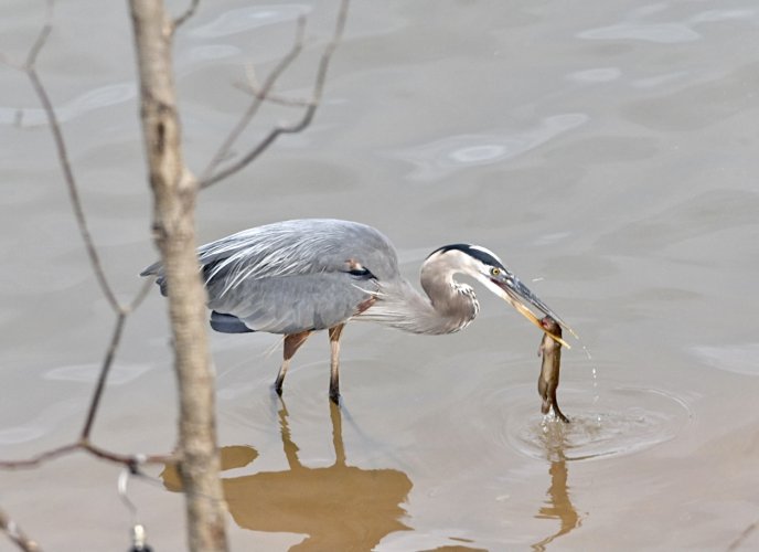 Blue heron eats whole chipmunk