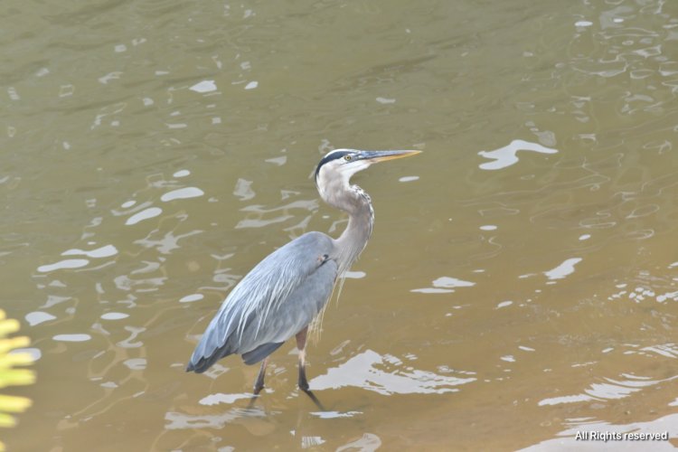 Blue heron eats whole chipmunk