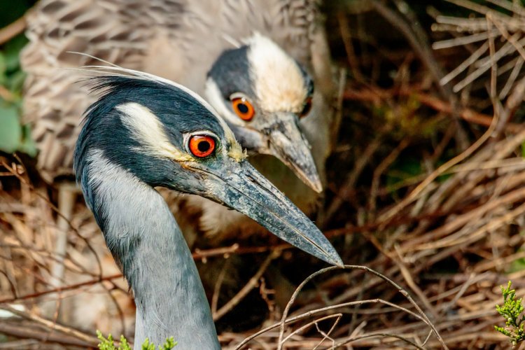 Yellow Crowned Njght Heron hubby brings a branch