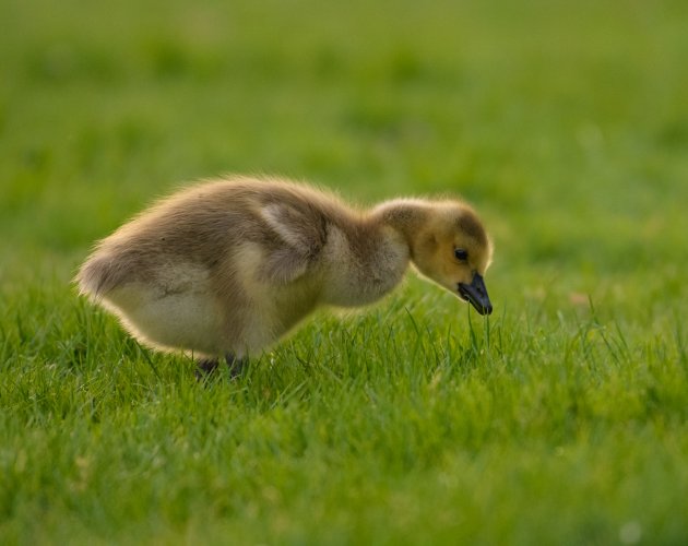 Gosling at the park near sunset, a few days ago.