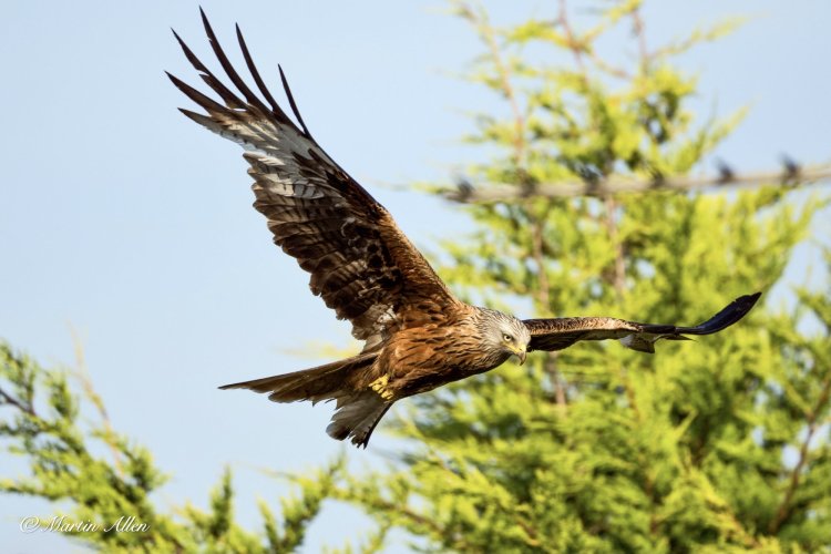 Red Kites From The Garden