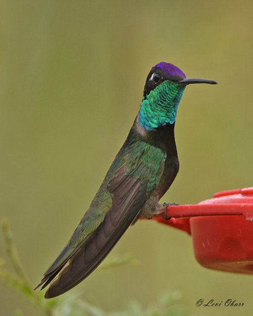 The Magnificent (Rivoli's) Hummingbird