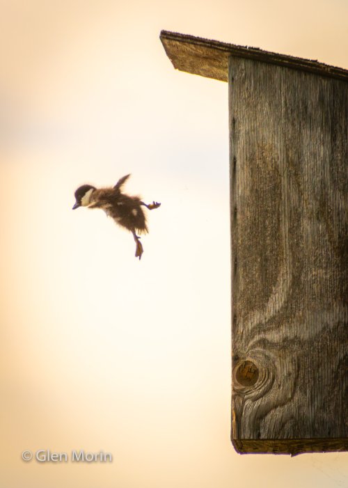 Golden Eye Ducklings Take Flight