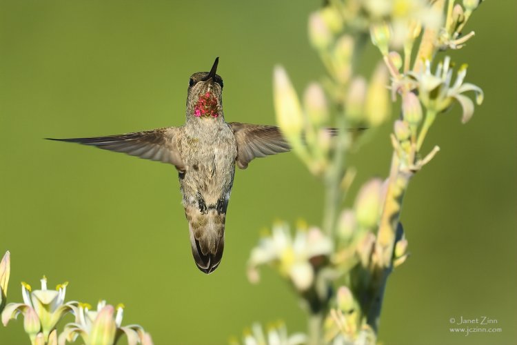 Hummingbirds in flight with the Z7ii + 500PF
