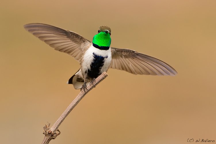 Finally Got It - Hummingbird Takeoff