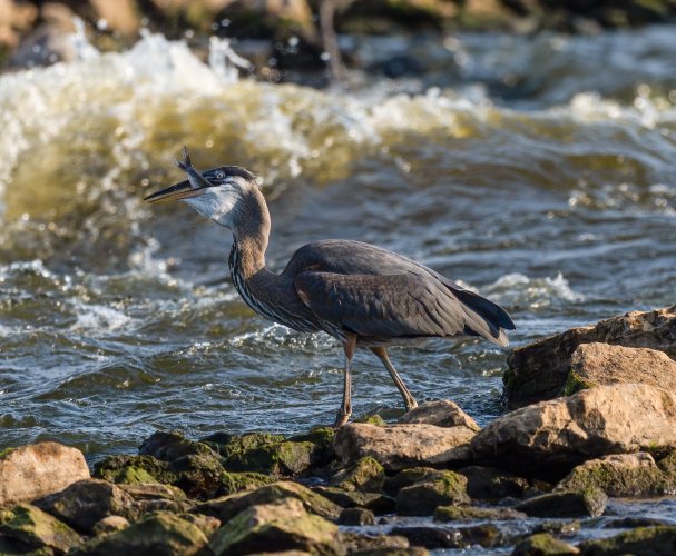 Young Great Blue Heron Catching Big Fish At Spillway
