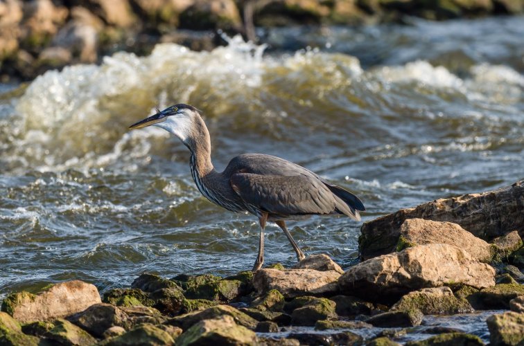 Young Great Blue Heron Catching Big Fish At Spillway