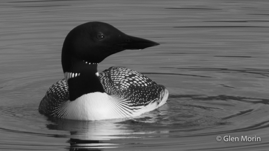 Loon - Example of Heavy Crop Using Steve's Tips: Keep ISO Low