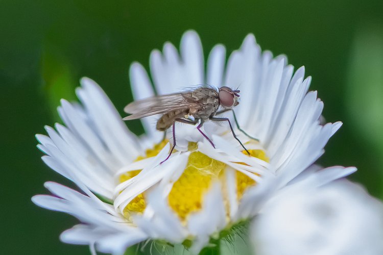 Little fly on little flower