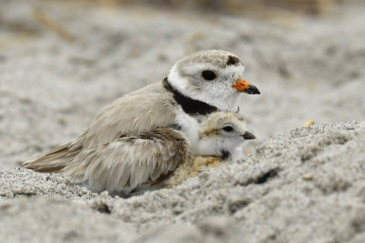 Piping Plover - Parenthood
