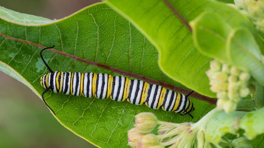 Monarch caterpillar after a rain