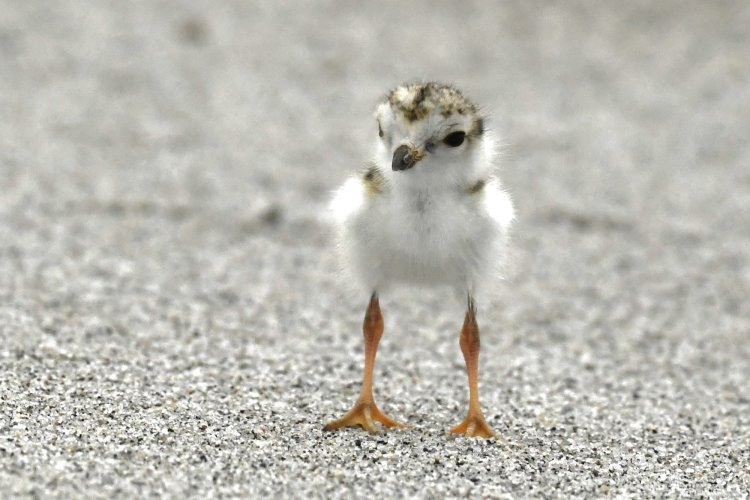 Baby Piping Plovers