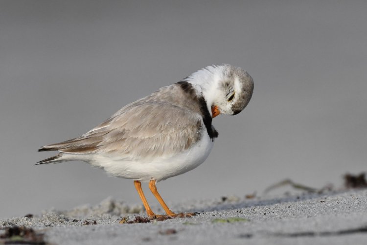 Funny Poses - Adult Piping Plover