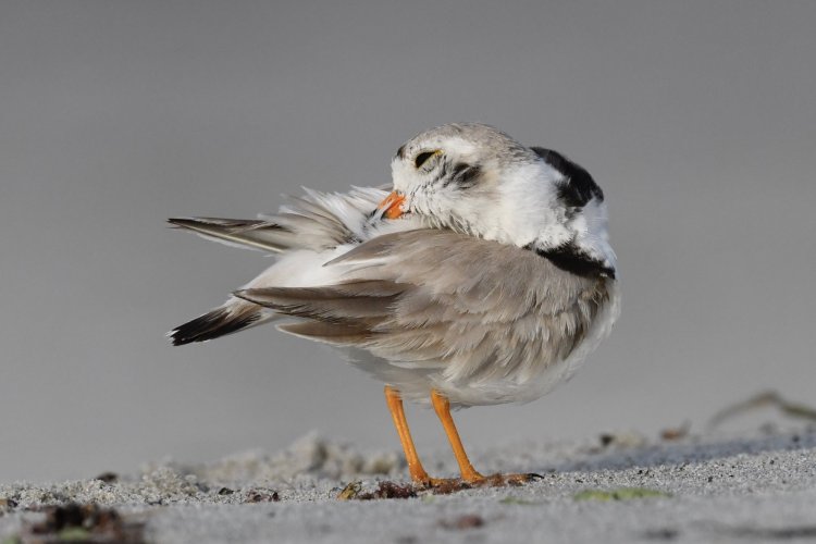 Funny Poses - Adult Piping Plover