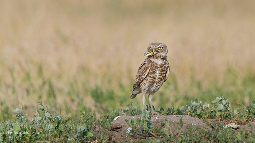 Burrowing Owl with a grasshopper snack.