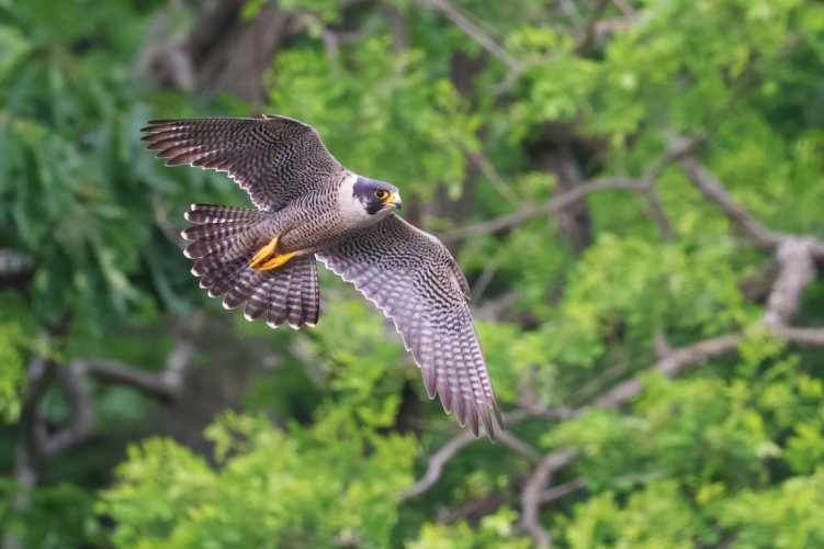 Peregrine Fly-by's