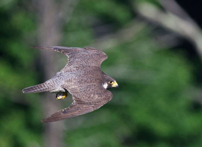 Peregrine Fly-by's