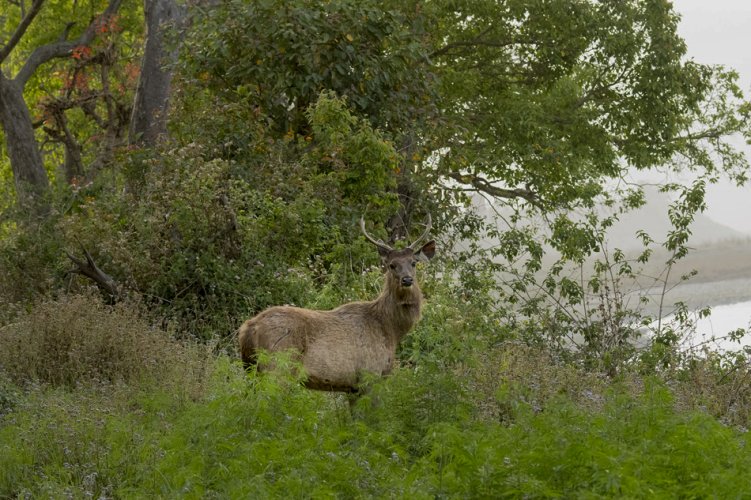 Sambar deer (Rusa unicolor)