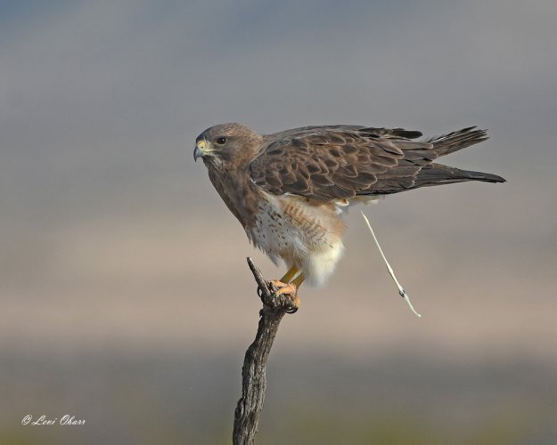 Swainson's Hawk during an embarrassing moment