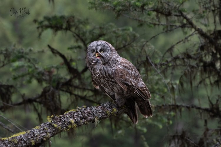 Great grey owl British Columbia Canada