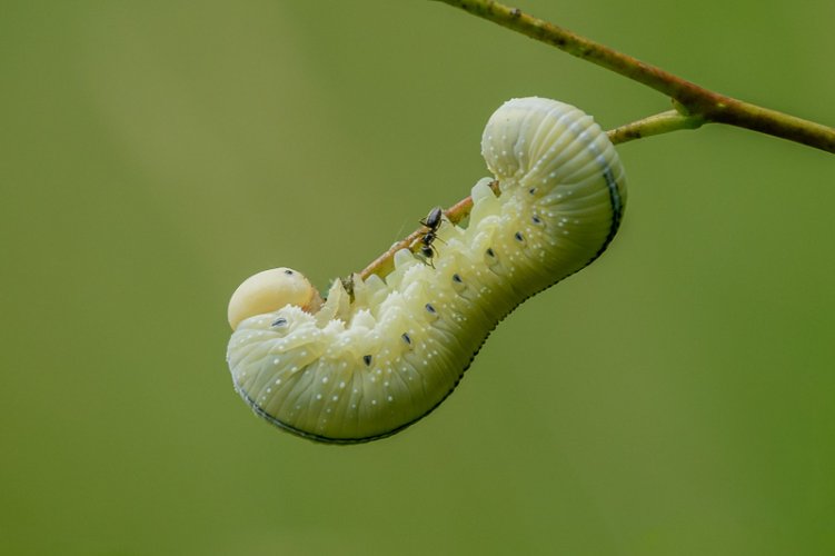 Name this caterpillar