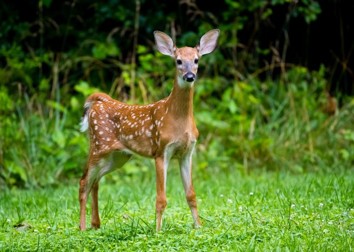 White Tailed Fawn