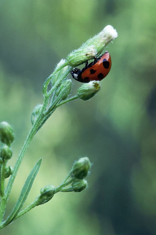 Ladybug…