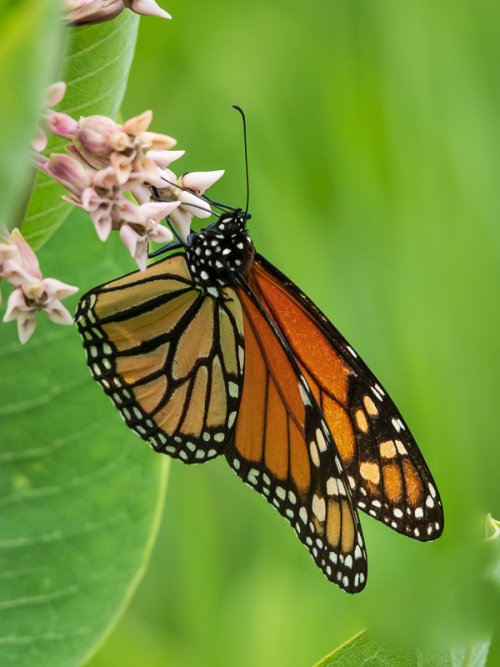 Morning Monarchs