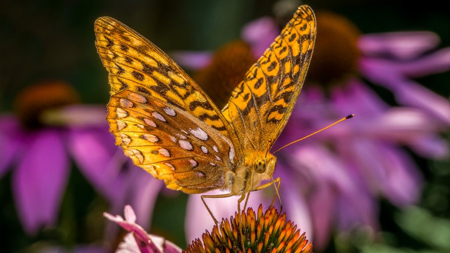 Great Spangled Fritillary