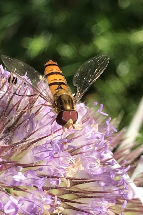 Mustache hoverfly