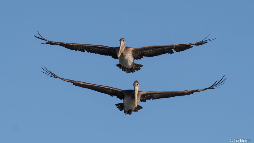 A pair o' pelicans