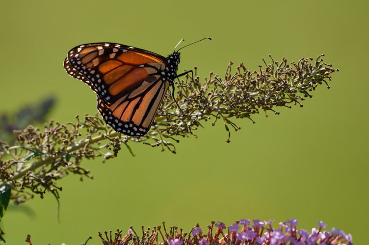 Today at the Butterfly Bush Monarch Edition
