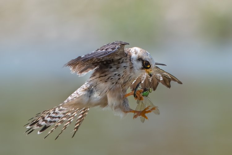 Red footed falcon with Dragonfly