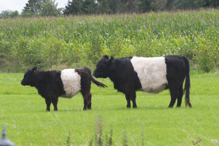 Belted Galloway with its young