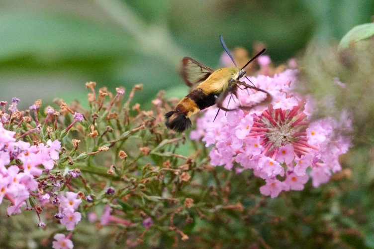Snowberry Clearwing Moth (I think)