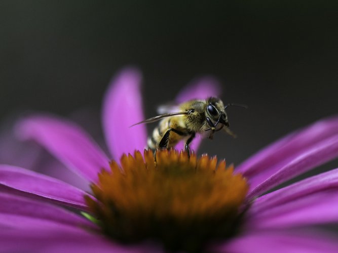 Bee Departing