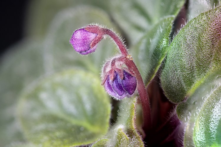 African Violet Buds - Learning to stack images in PhotoShop