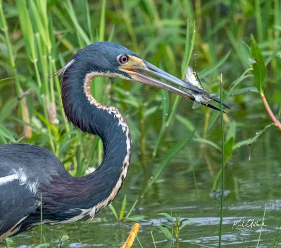 Lets see your waders