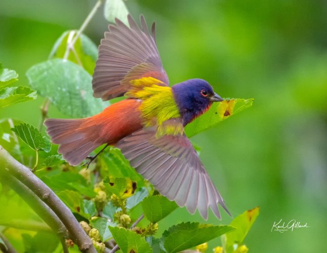 Birds in Flight -- Share your BIF Images