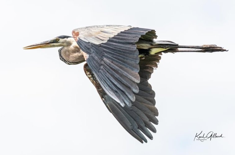 Birds in Flight -- Share your BIF Images