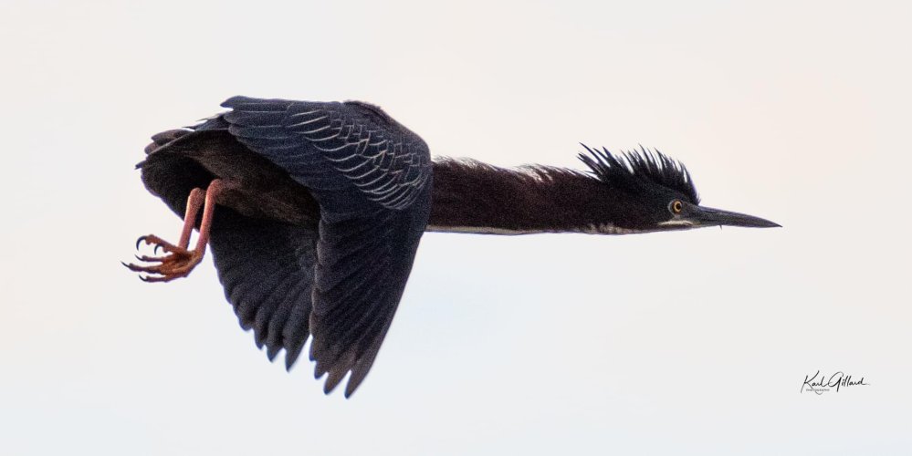 Birds in Flight -- Share your BIF Images