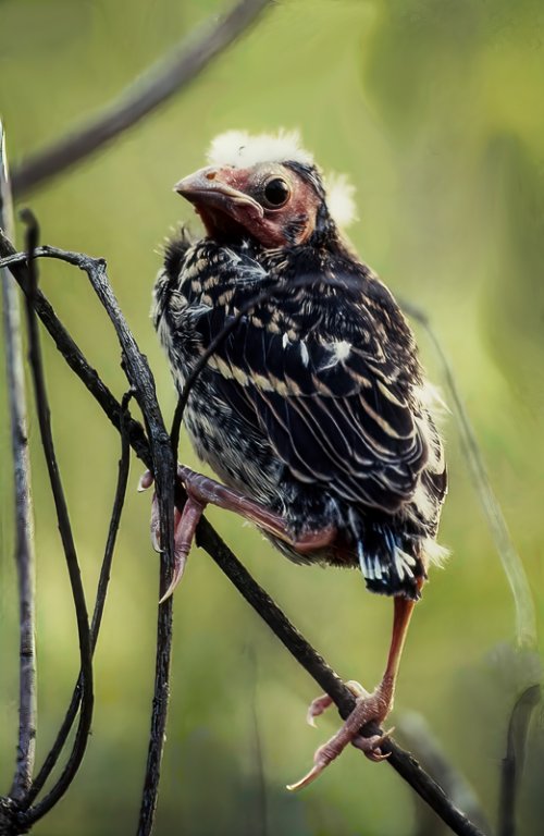 Red-winged Blackbird chick…