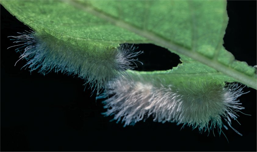 Dogbane Tiger Moth caterpillars…