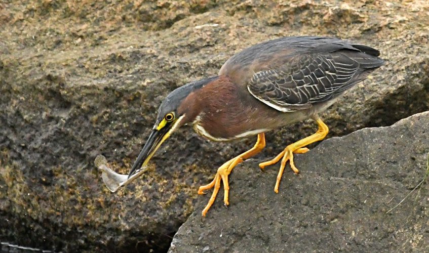 Green heron with a small flounder.