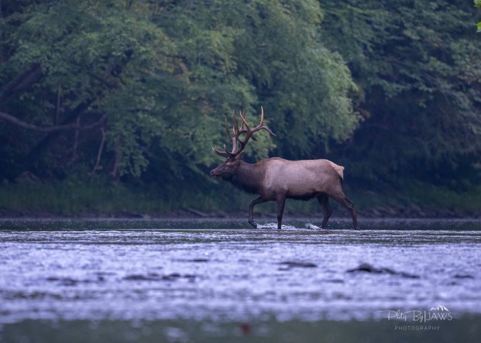 Elk river crossing
