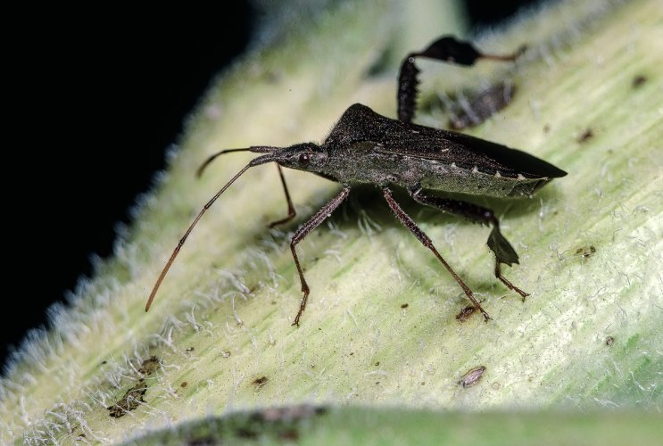 Leaf-footed bug…