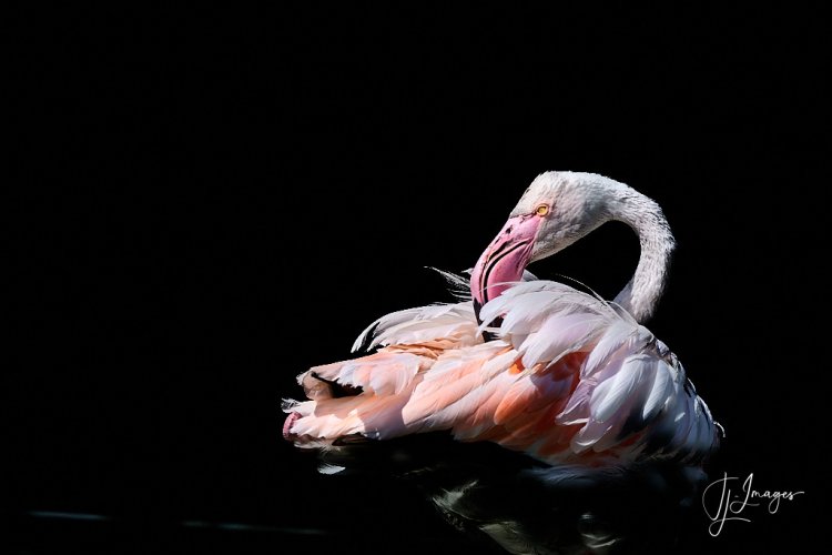 Flamingo, Camargue