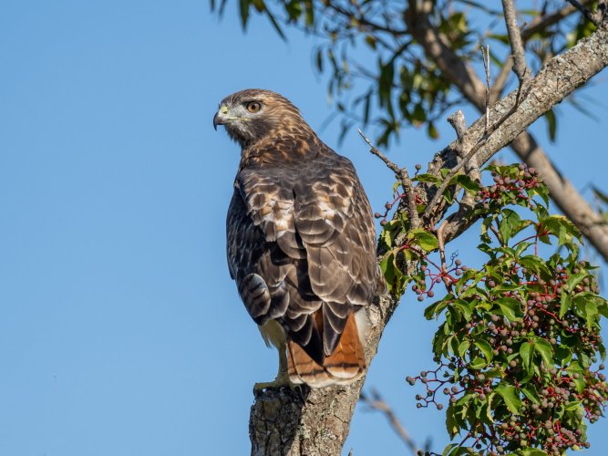 Red Tailed Hawk at Parker River NWR